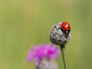 Seven-spot ladybird (coccinella septempunctata) sitting on greater knapweed plant