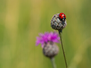 Seven-spot ladybird (coccinella septempunctata) sitting on greater knapweed plant