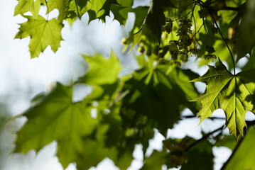 Maple leaves with blur green background, springtime
