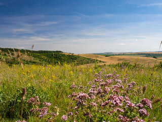 Summer landscape in South Moravia, Czehc republic - obrazy, fototapety, plakaty