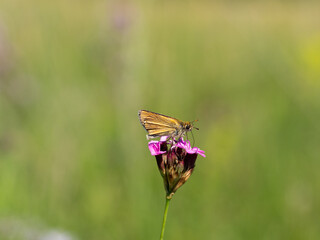 Small skipper (thymelicus sylvestris) butterfly male feeding on flower