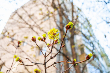 twigs of maple tree with flowers and high-rise apartment house on background in spring (focus on blossoms on foreground)