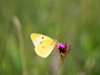Berger's clouded yellow (colias alfacariensis) butterfly, sitting on meadow flower