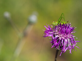Leptophyes albovittata grasshopper in purple flower of greater knapweed