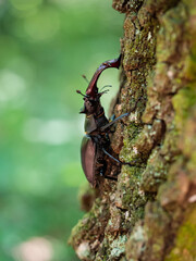 Stag beetle, Lucanus cervus, wildlife big insect