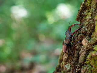 Stag beetle, Lucanus cervus, wildlife big insect