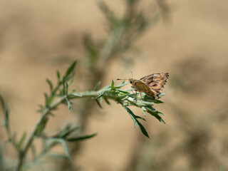 Mallow skipper (carcharodus alceae) butterfly sitting on green plant