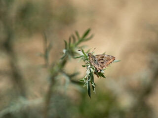 Mallow skipper (carcharodus alceae) butterfly sitting on green plant