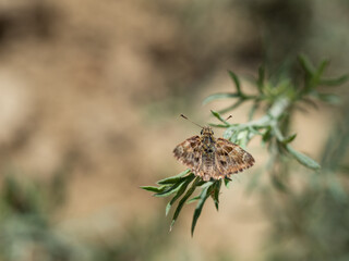 Mallow skipper (carcharodus alceae) butterfly sitting on green plant