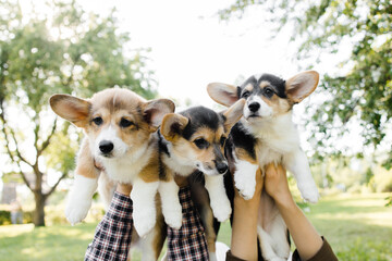 three Corgi puppies on the green in the sunset on their hands