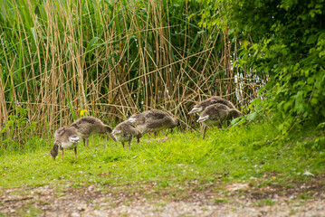 Geese grazing in a park by a lake