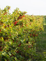 Red berries of red currant in currant orchard, juicy fruit