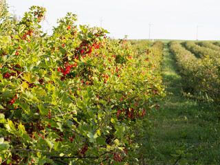 Red berries of red currant in currant orchard, juicy fruit