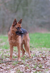 Naklejka premium Portrait of a German Shepherd, 3 years old, standing in full body, in the forrest, autumn leafs on the ground