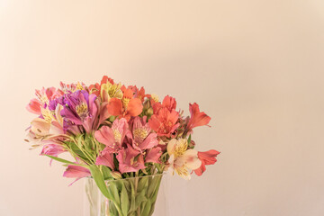 Colorful Alstroemeria or Peruvian lily flower