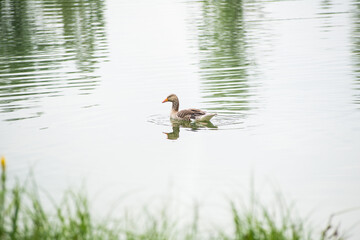 Geese grazing in a park by a lake