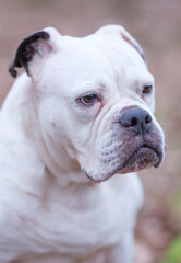 A white and brown English Bulldog dog head portrait with funny expression in face, selective focus, focus on eye