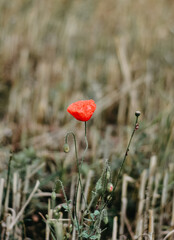 red poppy flower