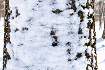 snow-covered oak trunk close-up in forest after last snowfall in spring evening