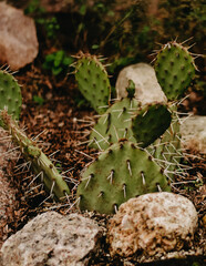 cactus in the garden