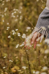 autumn in the forest