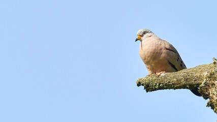 Croaking Ground-Dove (Columbina cruziana) sitting on a branch in Peru