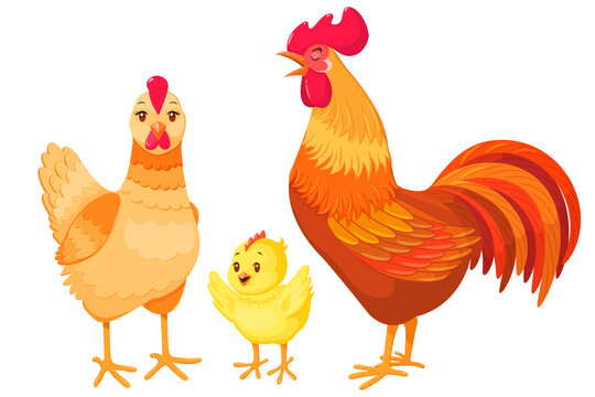 Cute cartoon chicken family on white isolated