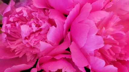 close up of pink rose peonis