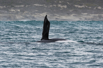Southern right whale that travels just off the coast of Hermanus in South Africa.