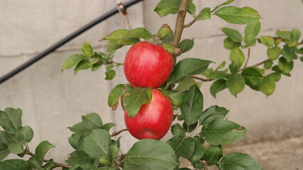 apples on tree