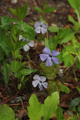 Blue periwinkle (Vinca) flowers in the garden.