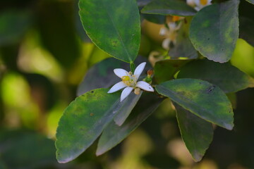 single lemon flower, gardening concept