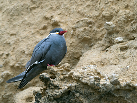 Closeup of an Inca Tern (Larosterna inca) perched on a rocky outcrop of a sandy cliff on the seashore of Peru