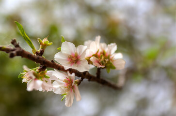 Mandelblüte auf Gran Canaria
Almond blossom on Gran Canaria
