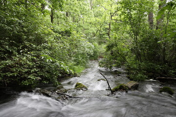 Obraz premium It's ok to be led astray in this enchanted forest