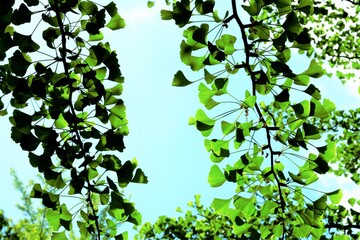 深緑のコントラスト