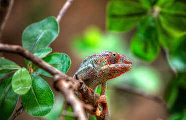 Chamäleon
