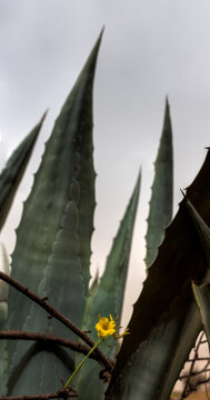 Einsamer Ranunculus & Aloe