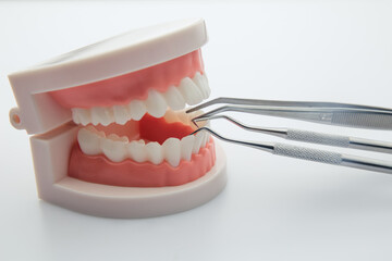 Dental jaw model and dentist instruments isolated on white background.