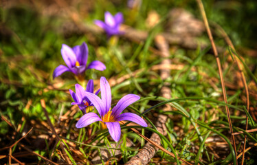 Blühende violette Krokusse - Flowering purple crocuses