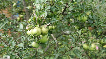 green apples in the garden