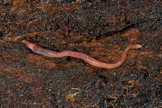 Kompostwurm (Eisenia fetida) - redworm