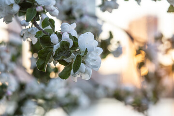 Blooming apple tree close up in a park