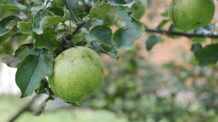 apple on tree