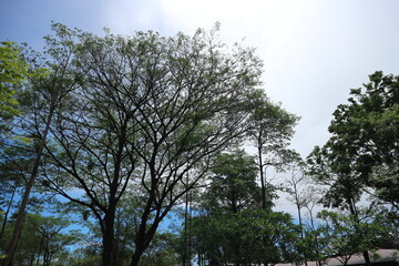 trees and sky