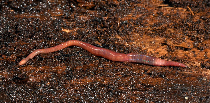 Kompostwurm (Eisenia fetida) - redworm