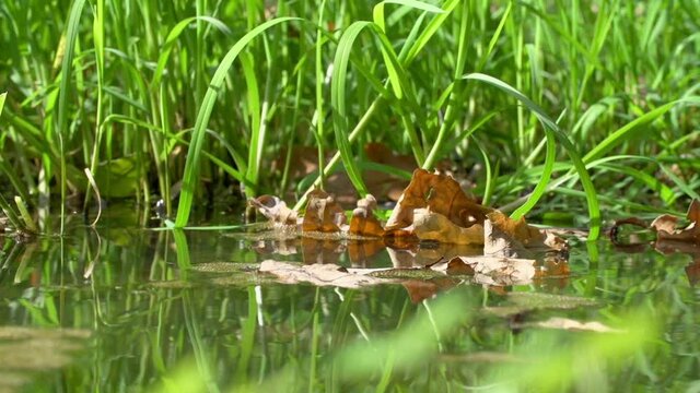 Lockdown shot of fallen dry leaves floating on water in pond against grass during sunny day - Steigerwald, Germany
