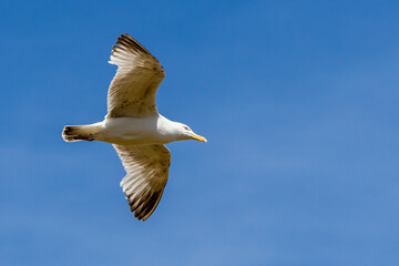 Seagull flies across a bright blue sky