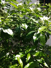 green leaves background