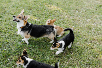 puppies and adult Corgi dogs on the green in a Sunny sunset